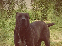 cane corso rustico